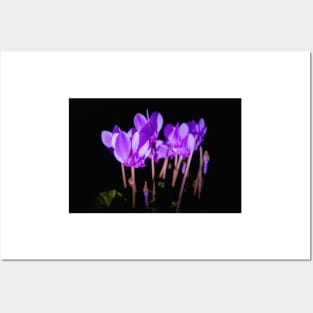 Cyclamen hederifolium flowering Posters and Art